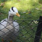 Ente im Tierpark Hagenbeck