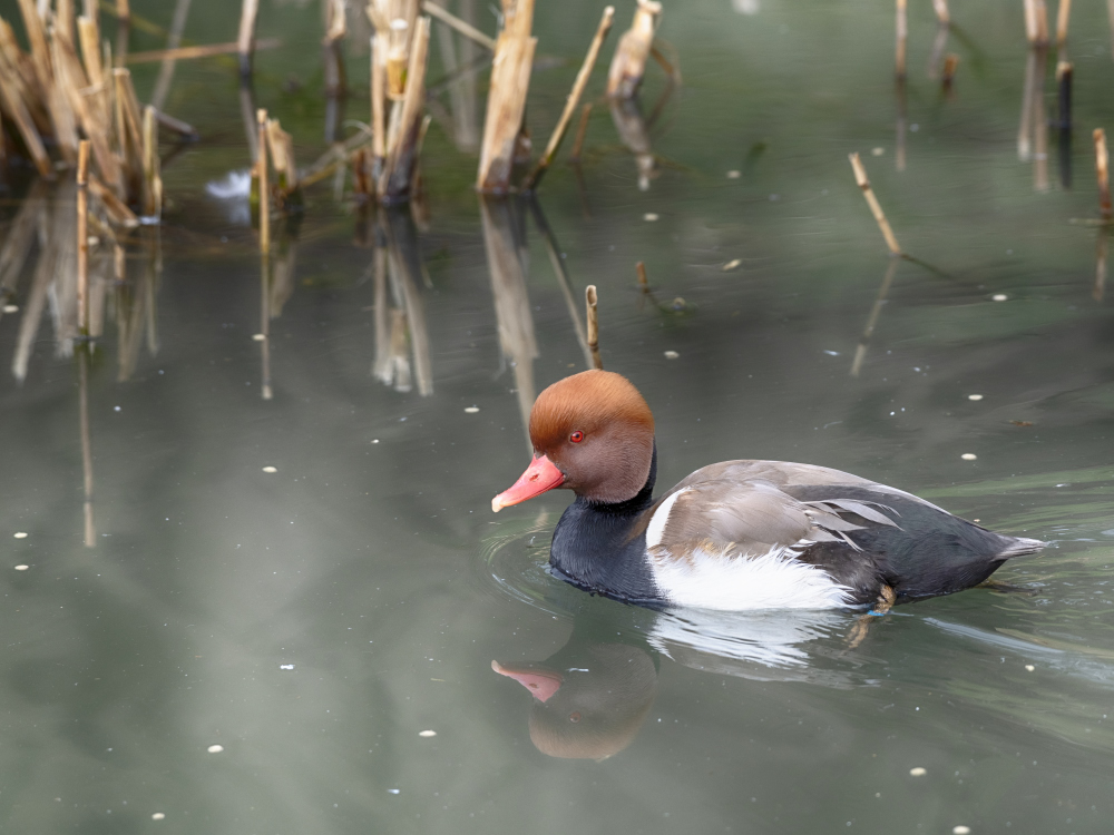 Ente im Tierpark Herborn