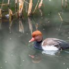 Ente im Tierpark Herborn