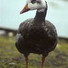 Ente im Tierpark Petermoor