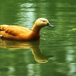 Ente im Tierpark Petermoor II