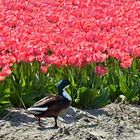 Ente im Tulpenfeld