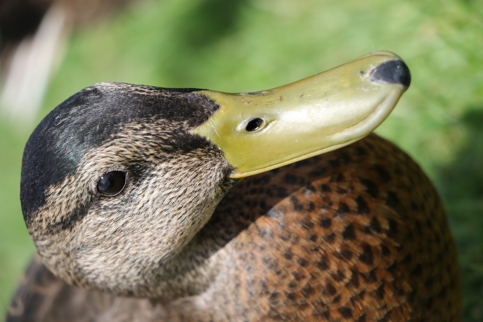 Ente im Two Rivers Wildlife Park