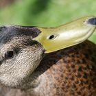 Ente im Two Rivers Wildlife Park