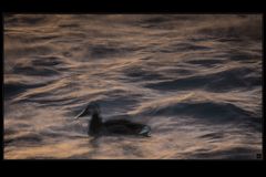 Ente im unruhigen Wasser 