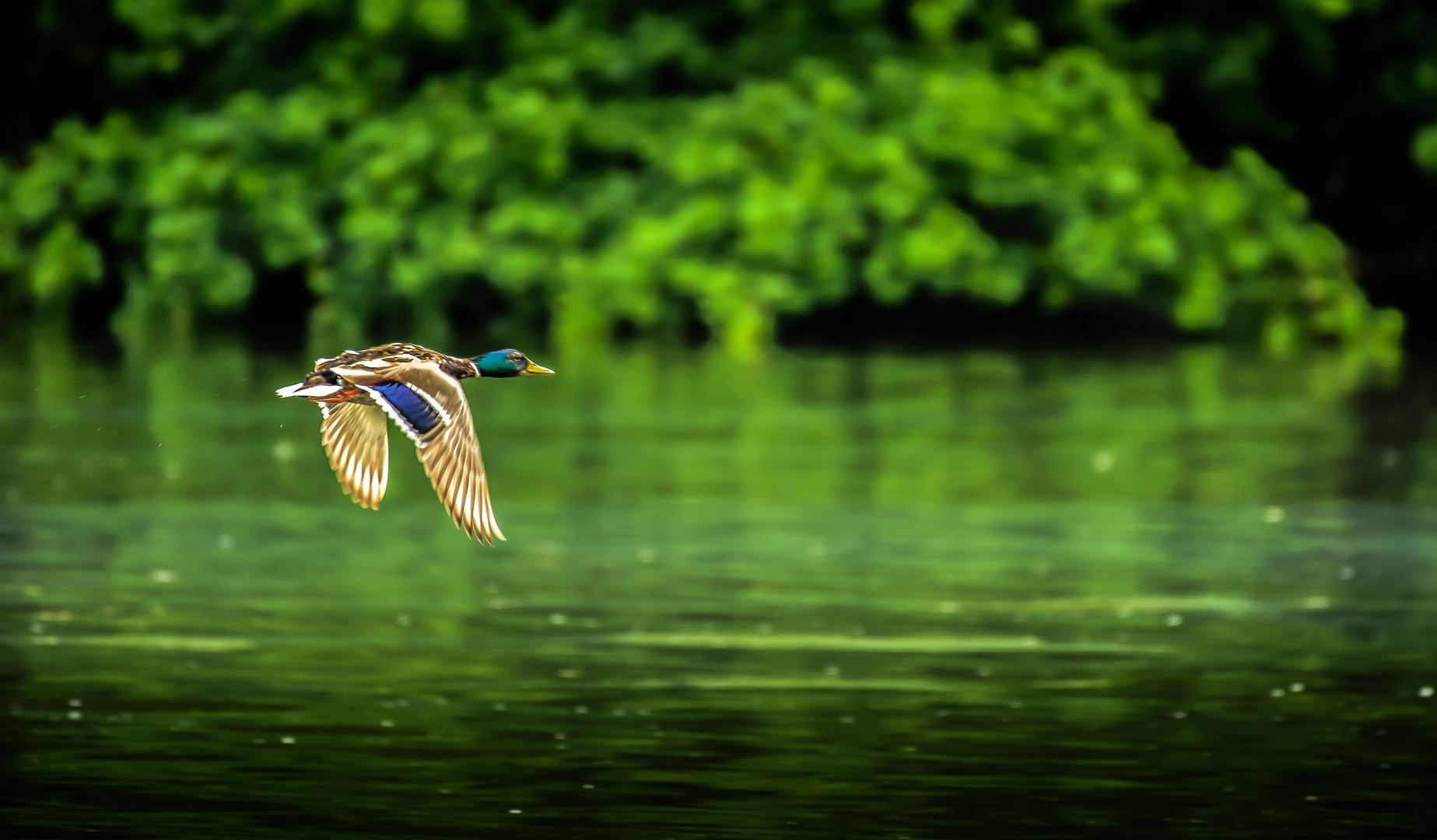 Ente Im Vorbeiflug