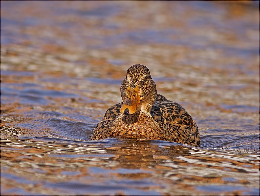 Ente im Vormarsch