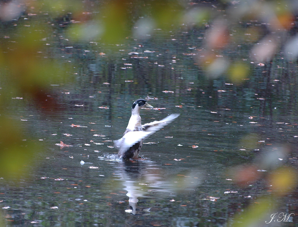 Ente im Waldsee beim Waschen