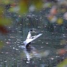 Ente im Waldsee beim Waschen