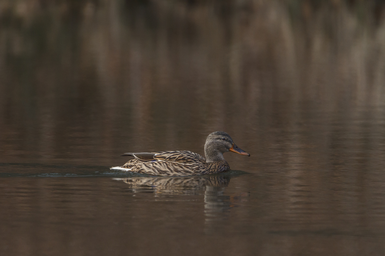 Ente im Waldweiher 2