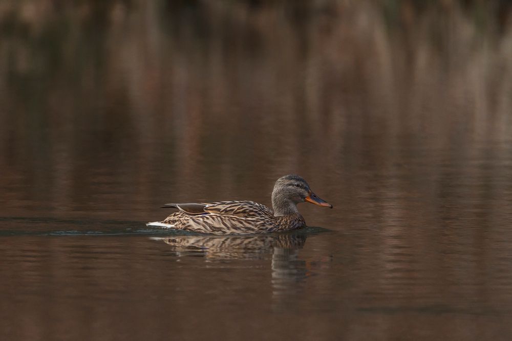 Ente im Waldweiher 2