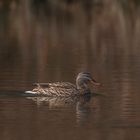 Ente im Waldweiher 2