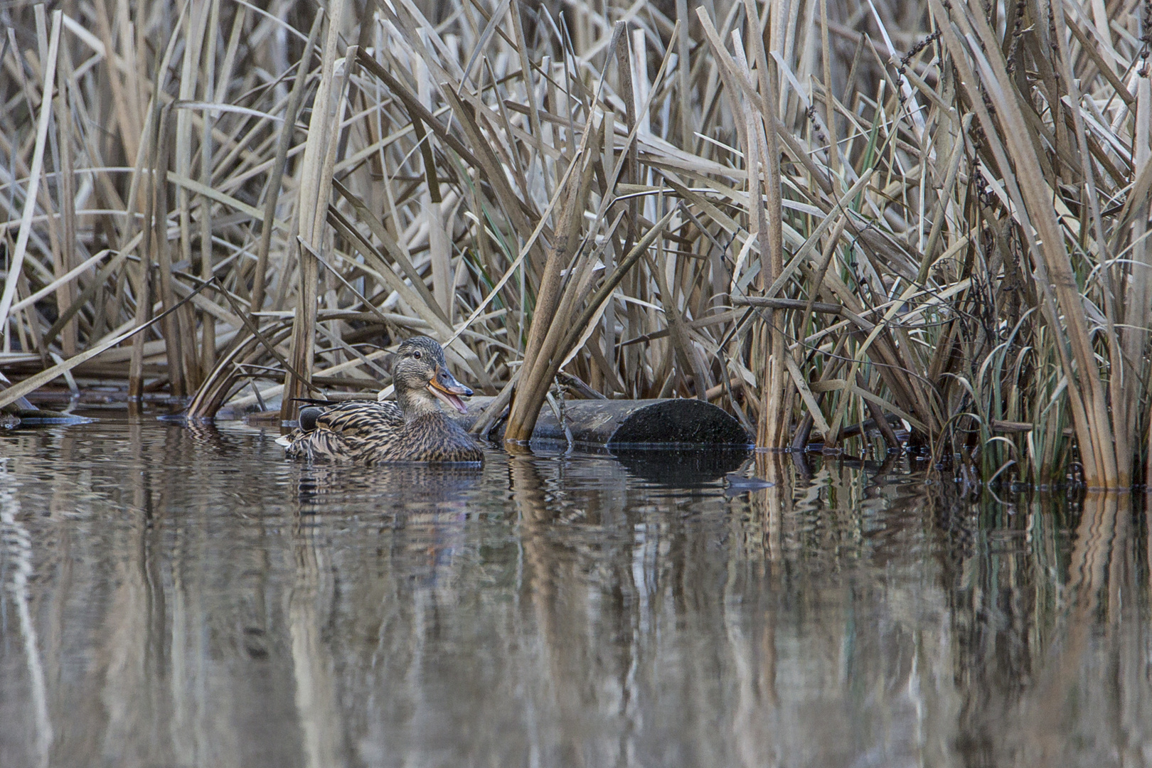 Ente im Waldweiher