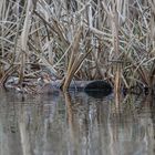 Ente im Waldweiher