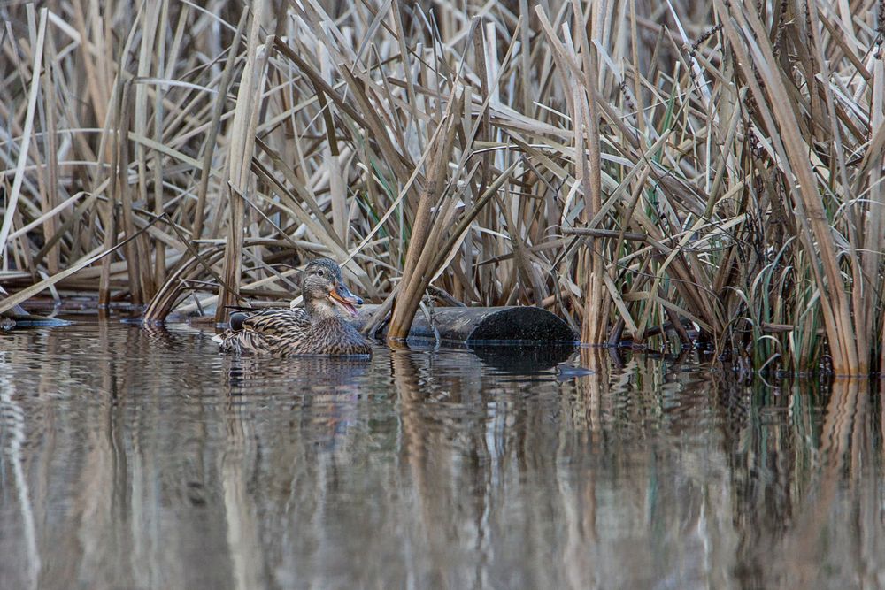 Ente im Waldweiher