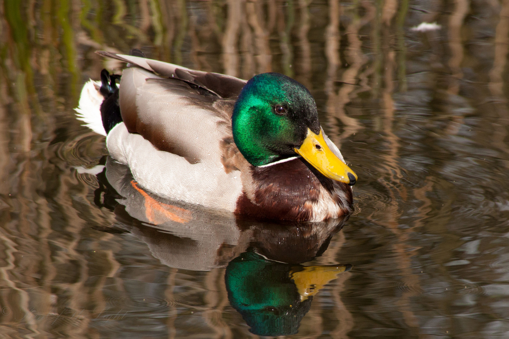 Ente im Wasser