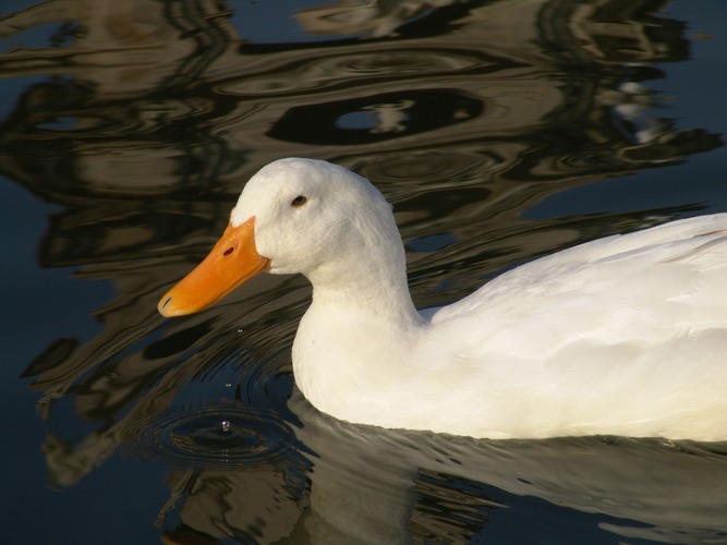 Ente im Wasser