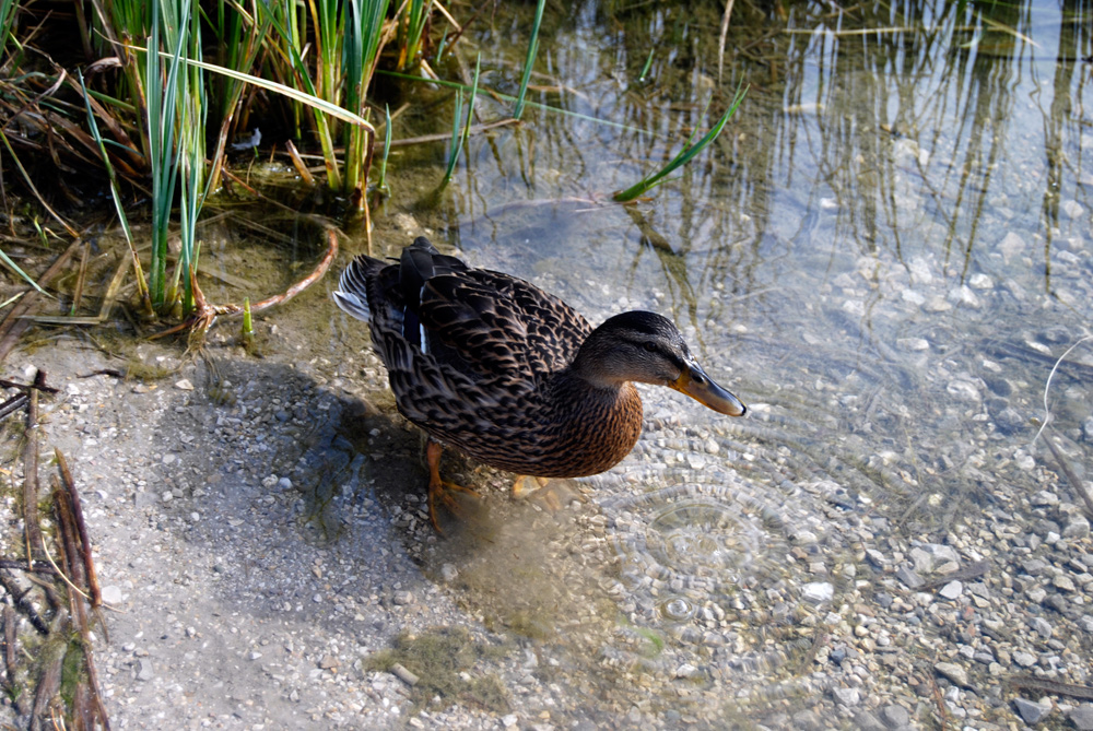 Ente im Wasser