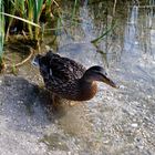 Ente im Wasser