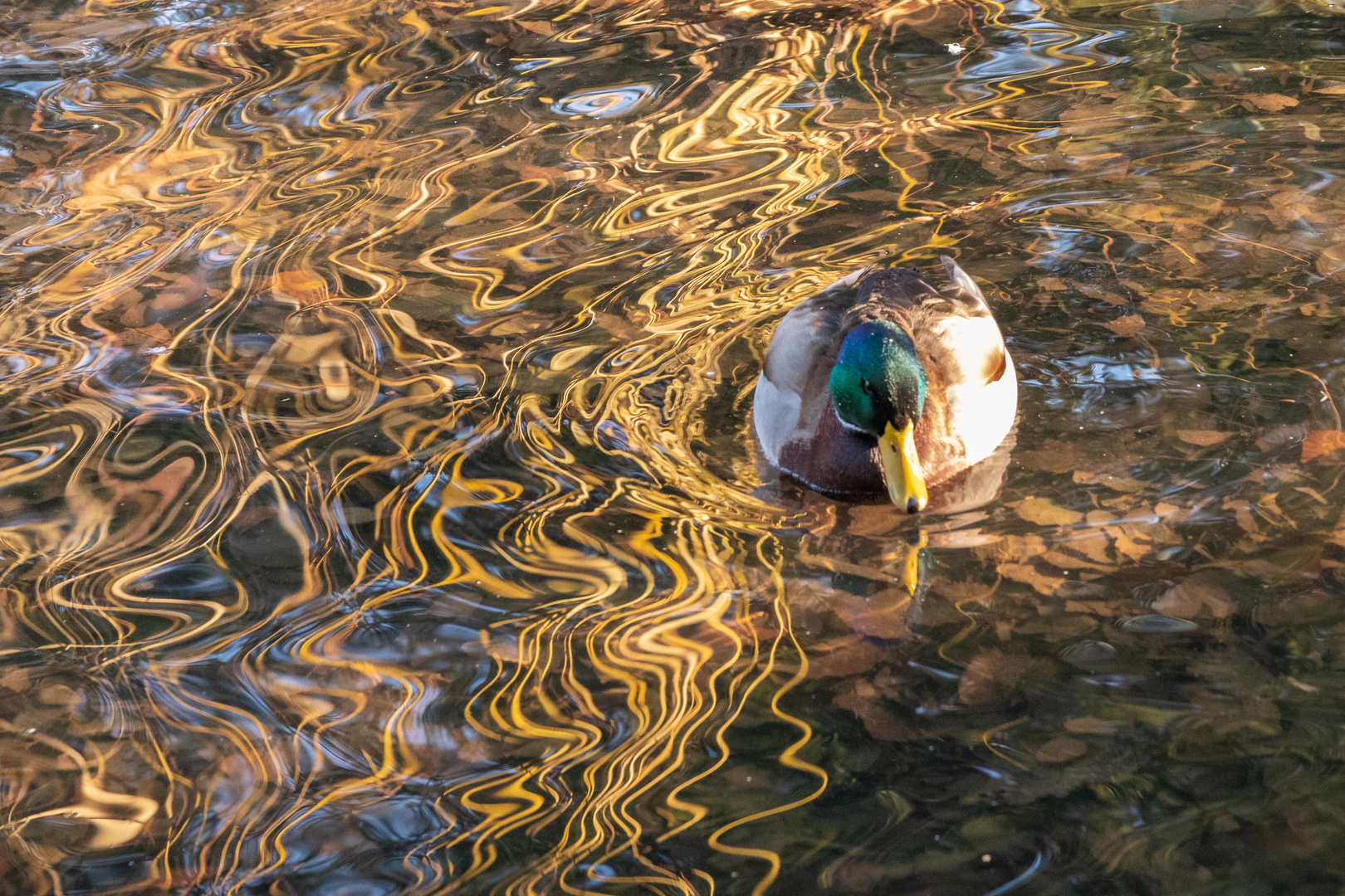 Ente im Wasser