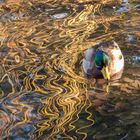 Ente im Wasser