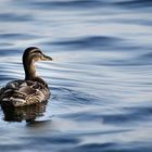 Ente im Wasser