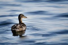 Ente im Wasser