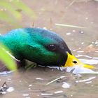 Ente im Wasser