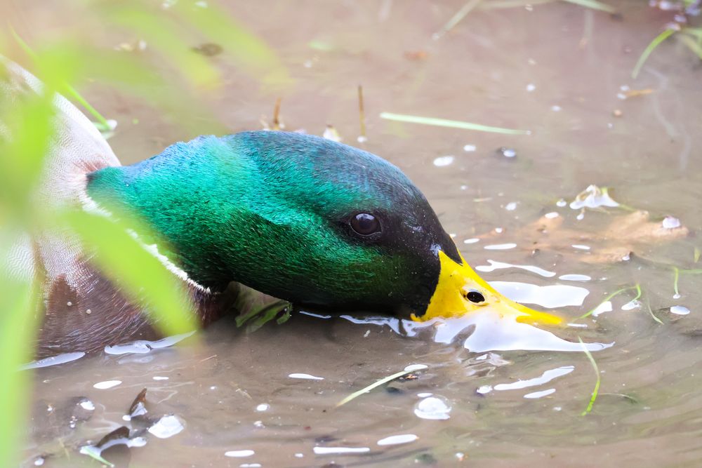 Ente im Wasser