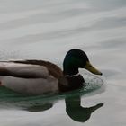 Ente im Wasser