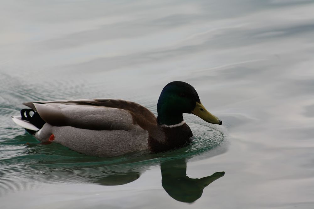 Ente im Wasser