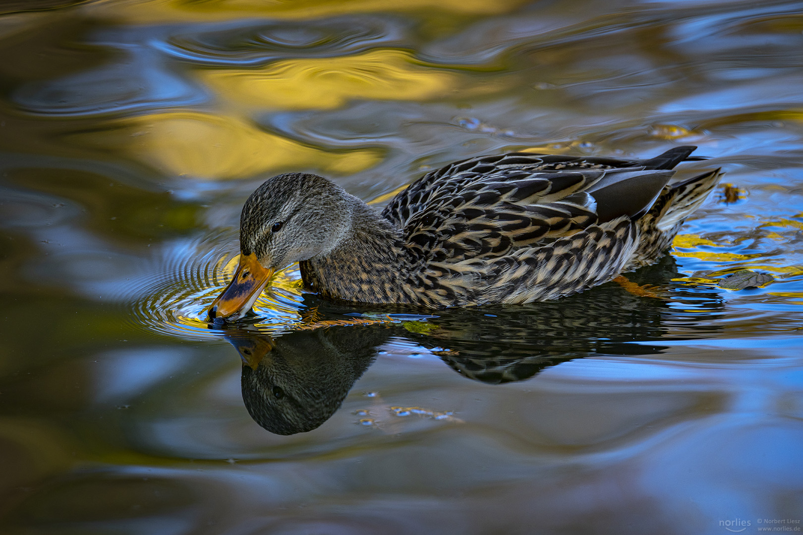 Ente im Wasser