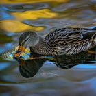 Ente im Wasser