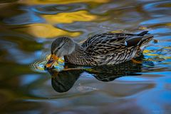 Ente im Wasser