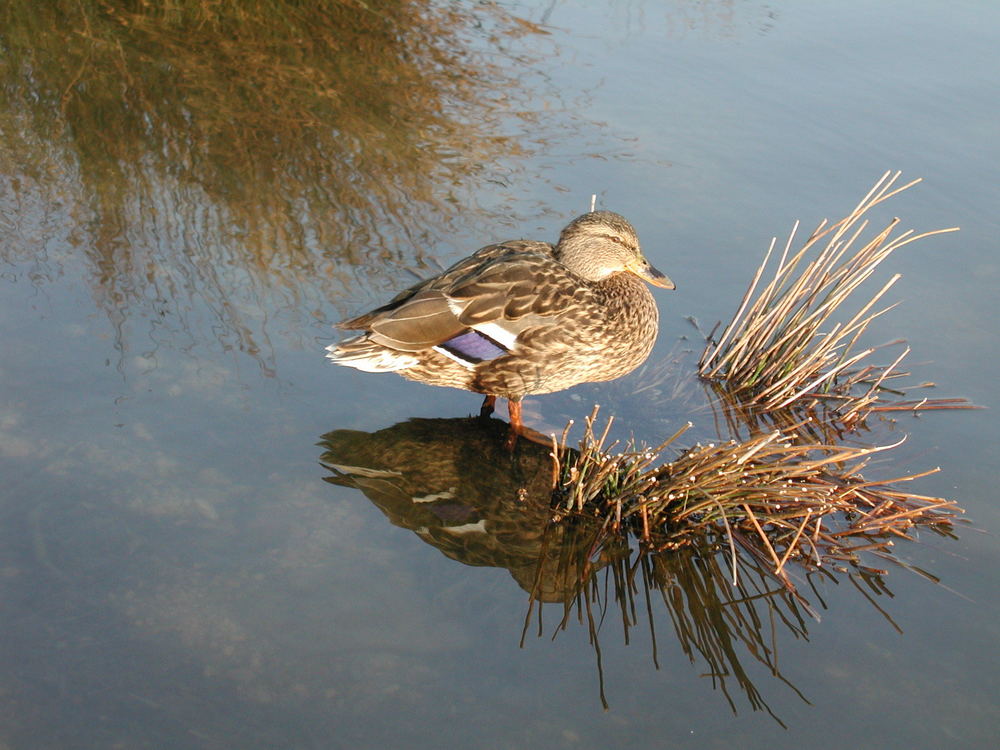 Ente im Wasser