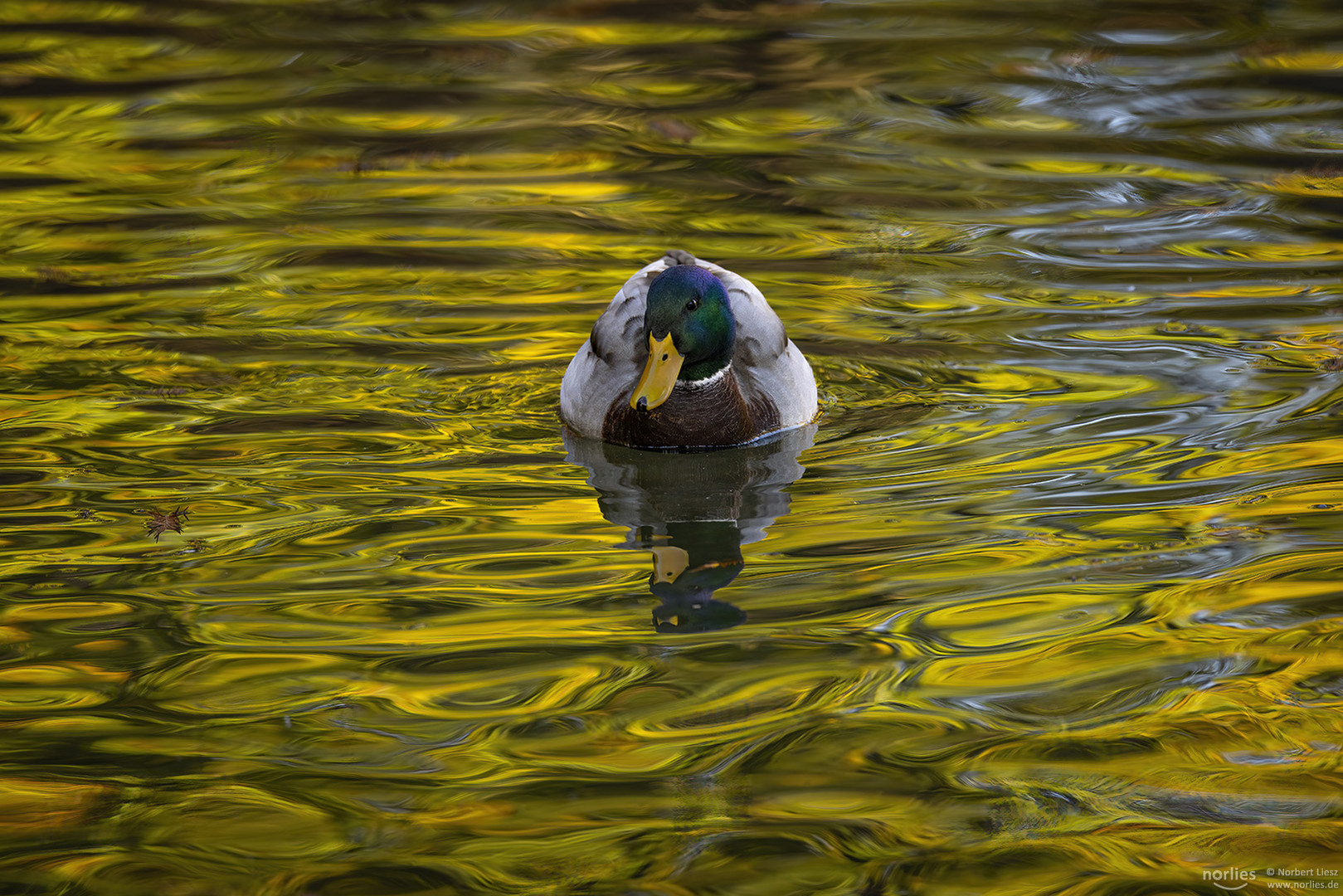 Ente im Wasser