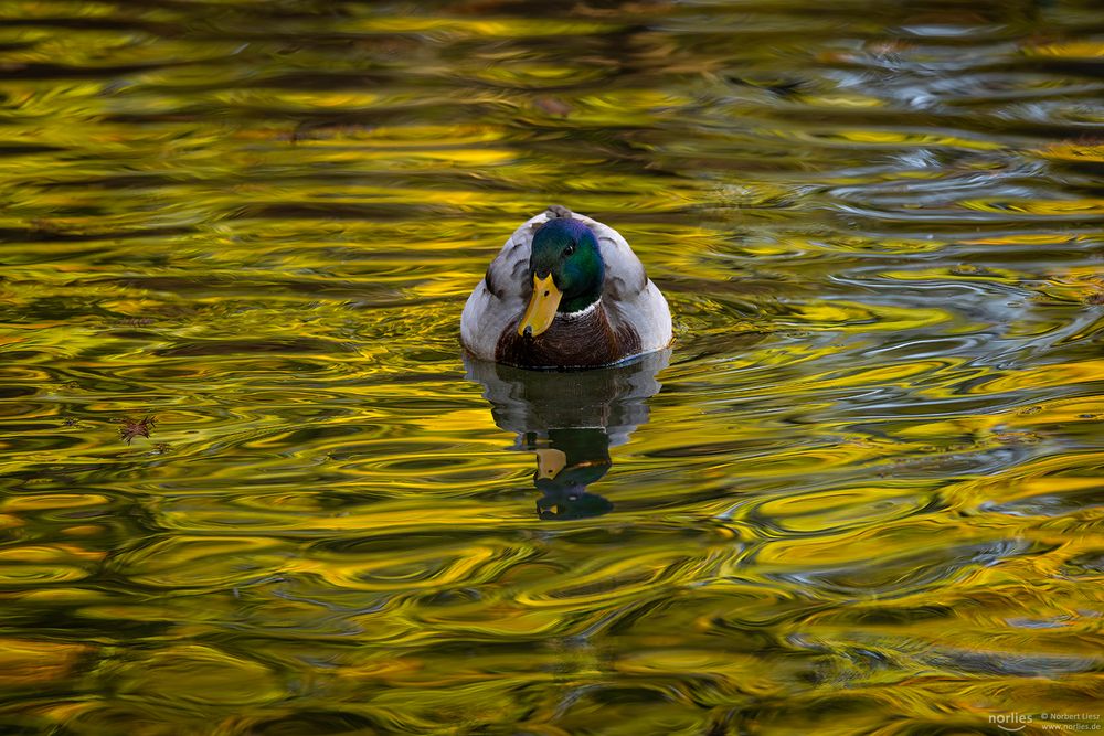 Ente im Wasser