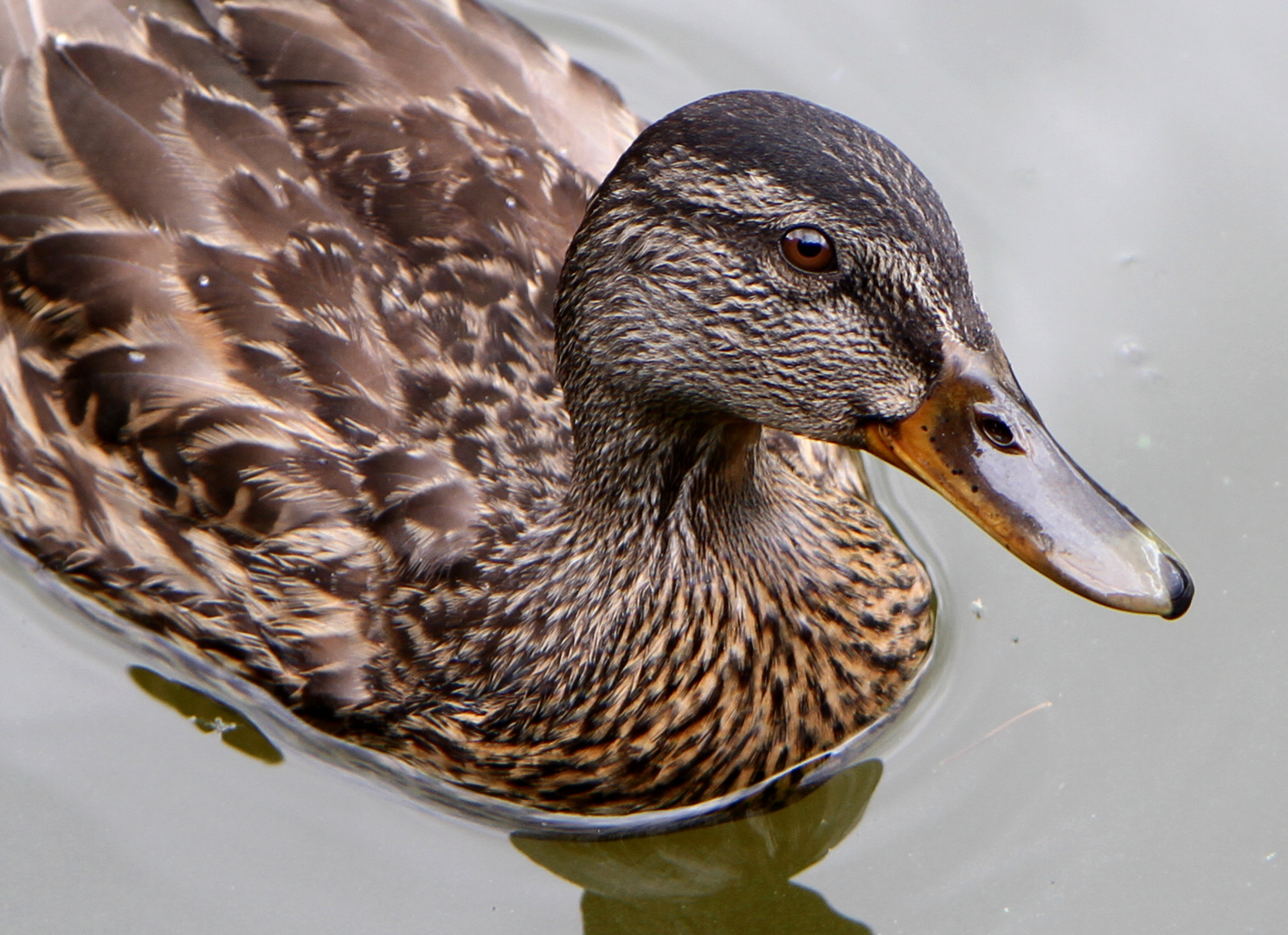 Ente im Wasser - Bayerischer Wald