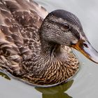 Ente im Wasser - Bayerischer Wald