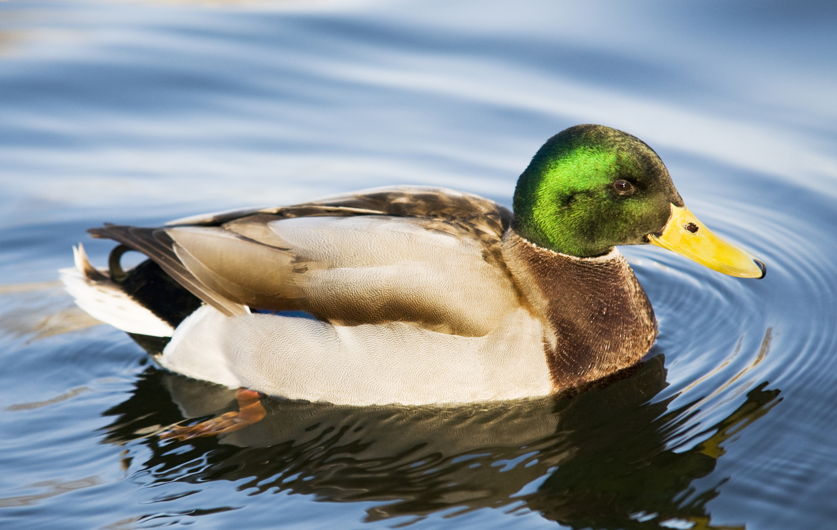 Ente im Wasser beim schwimmen