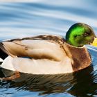 Ente im Wasser beim schwimmen