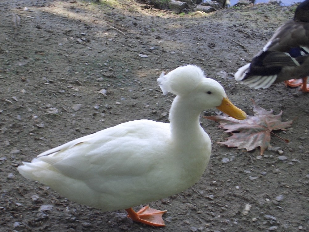 Ente im Weiss, mit Zopf. Foto & Bild tiere, wildlife, natur Bilder auf Ente im Weiss, mit Zopf. Foto & Bild tiere, wildlife, natur Bilder auf