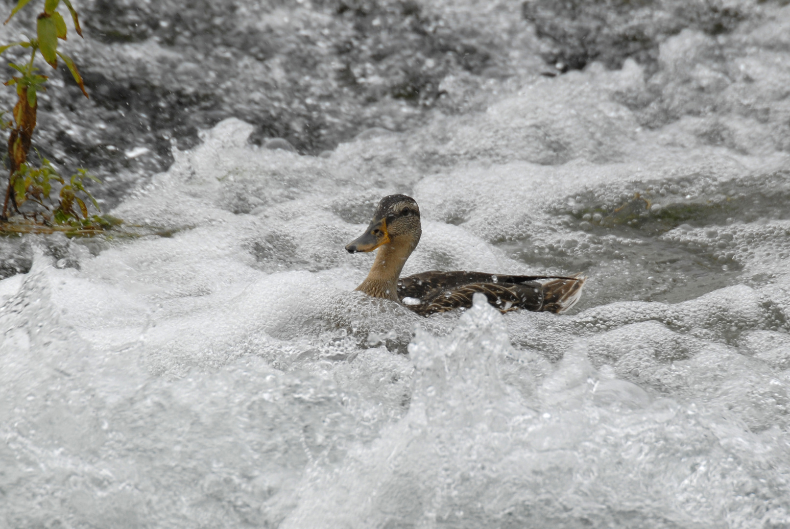 Ente im Whirlpool