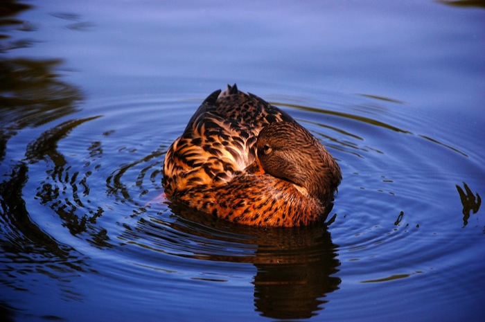 Ente im Wiener Stadtpark