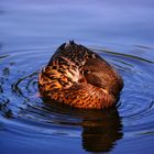 Ente im Wiener Stadtpark