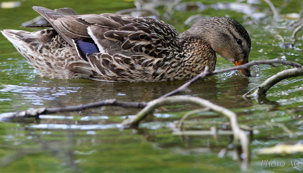 Ente im Winter 2014