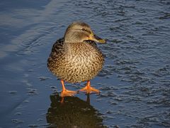 Ente im Winter