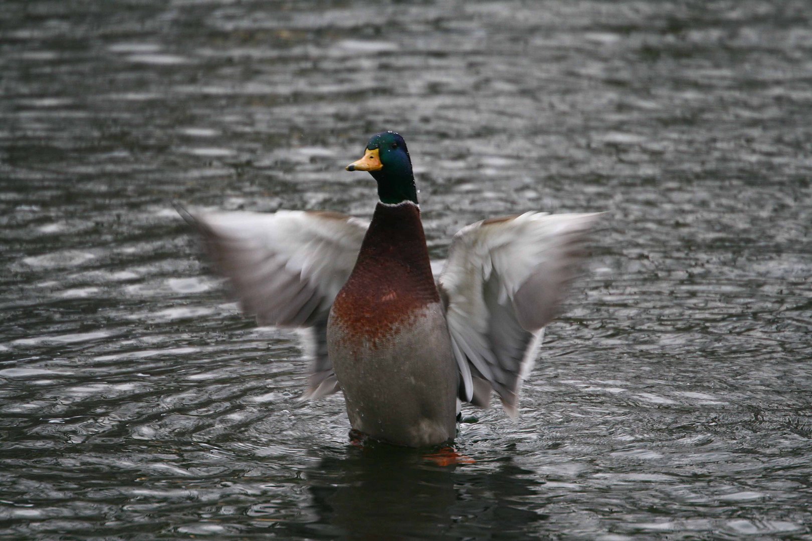 Ente im Winter