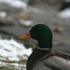 Ente im Winter (Schnappschuß)