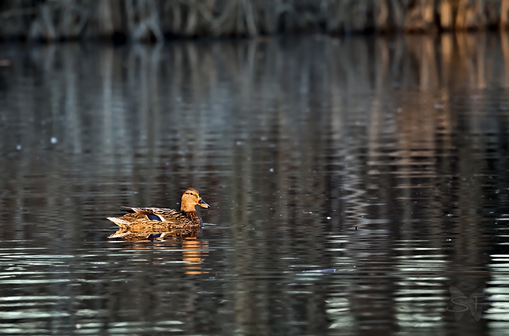 Ente im winterlichen Abendlicht